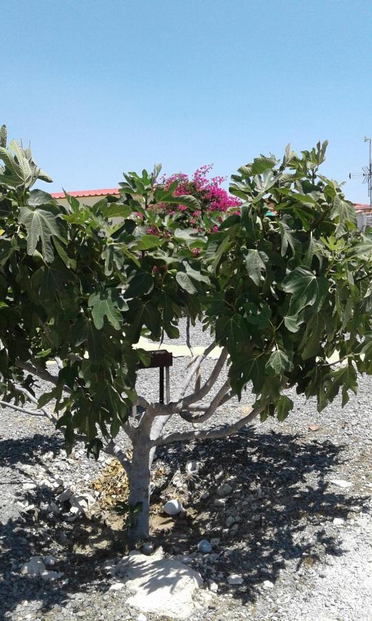Mersinera Paradise Garden Stars House Larnaca Dış mekan fotoğraf